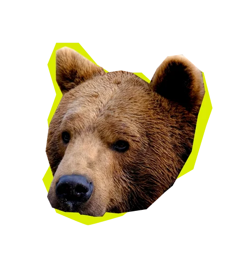 Large image of a bear's head
